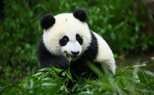 Cargar imagen en el visor de la galería, Tour de Osos Pandas en Chengdu - viaje China Beijing