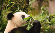 Cargar imagen en el visor de la galería, Tour de visita de Osos Pandas en Chengdu