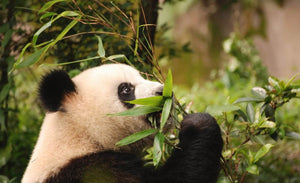 Tour de visita de Osos Pandas en Chengdu