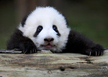 Cargar imagen en el visor de la galería, Tour de Osos Pandas en Chengdu - viaje China Beijing