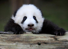 Cargar imagen en el visor de la galería, Cómo puede visitar Osos Pandas