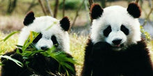 Cargar imagen en el visor de la galería, Osos Pandas en China