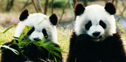 Osos Pandas en China