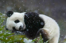 Cargar imagen en el visor de la galería, Vida de Osos Pandas en China