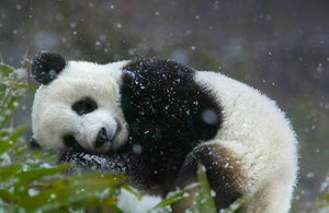 Vida de Osos Pandas en China